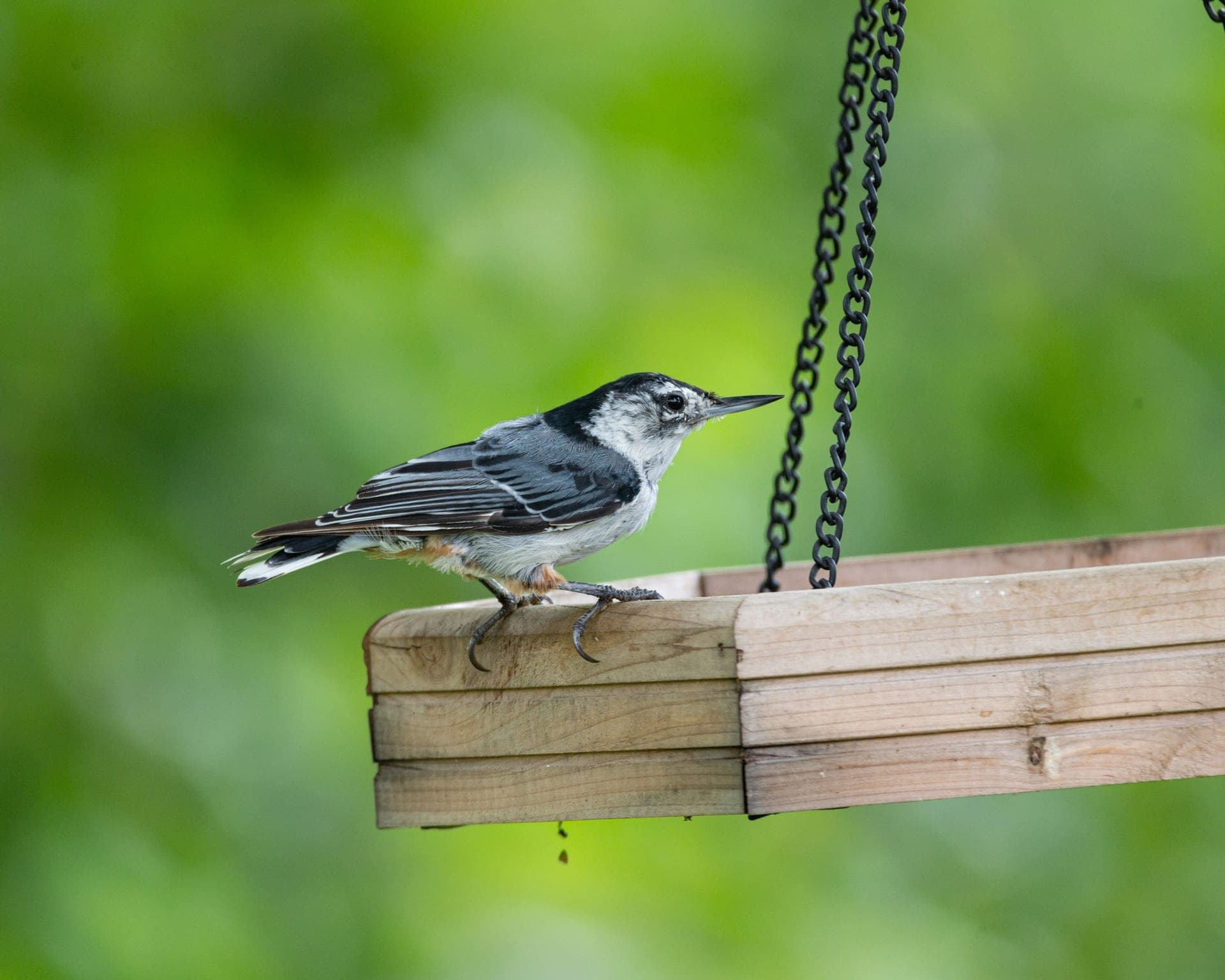 A nuthatch on a wooden bird feeder