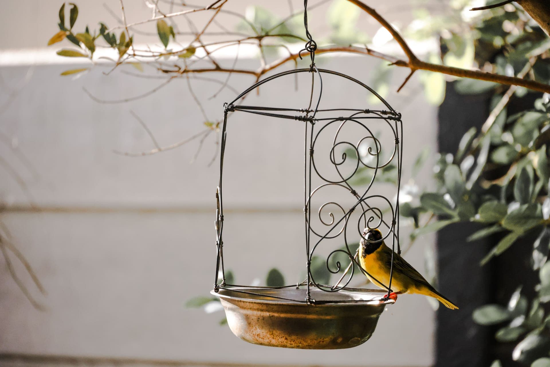 A metal bird feeder hanging in a garden