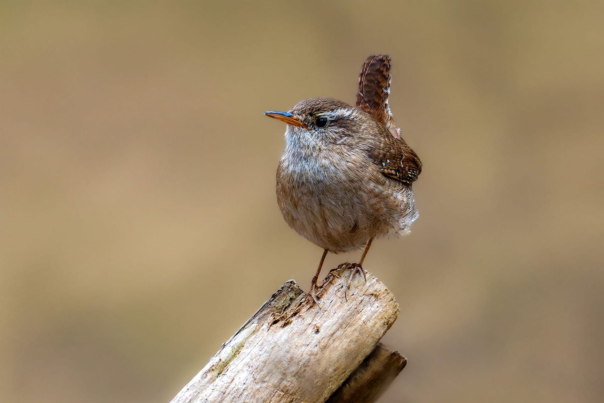 A wren singing from a wooden post in a garden