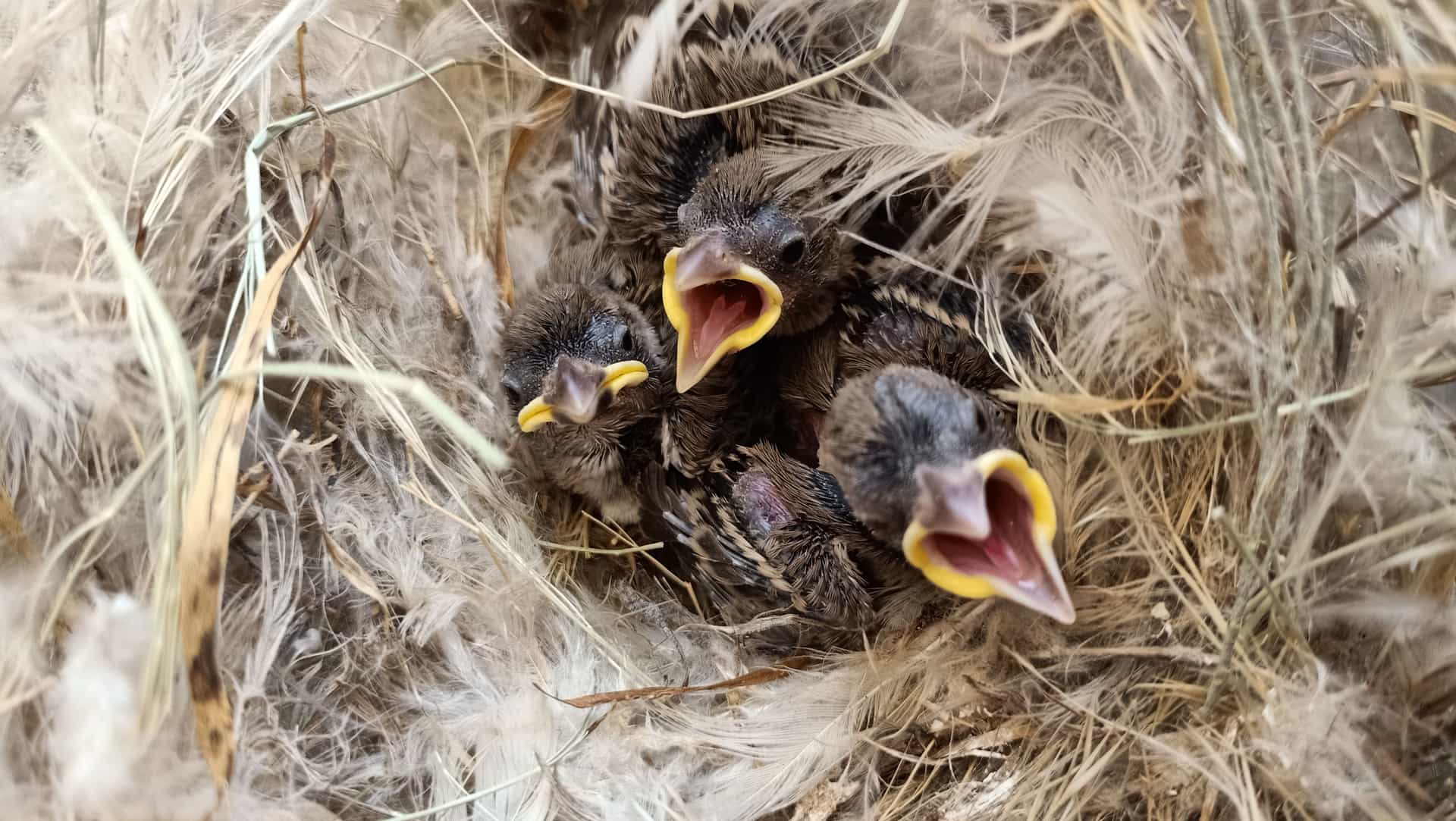 Nestlings in a nest inside a bird box