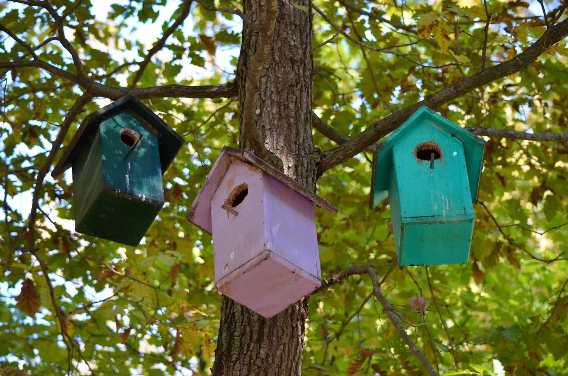 A nest containing eggs inside a bird house