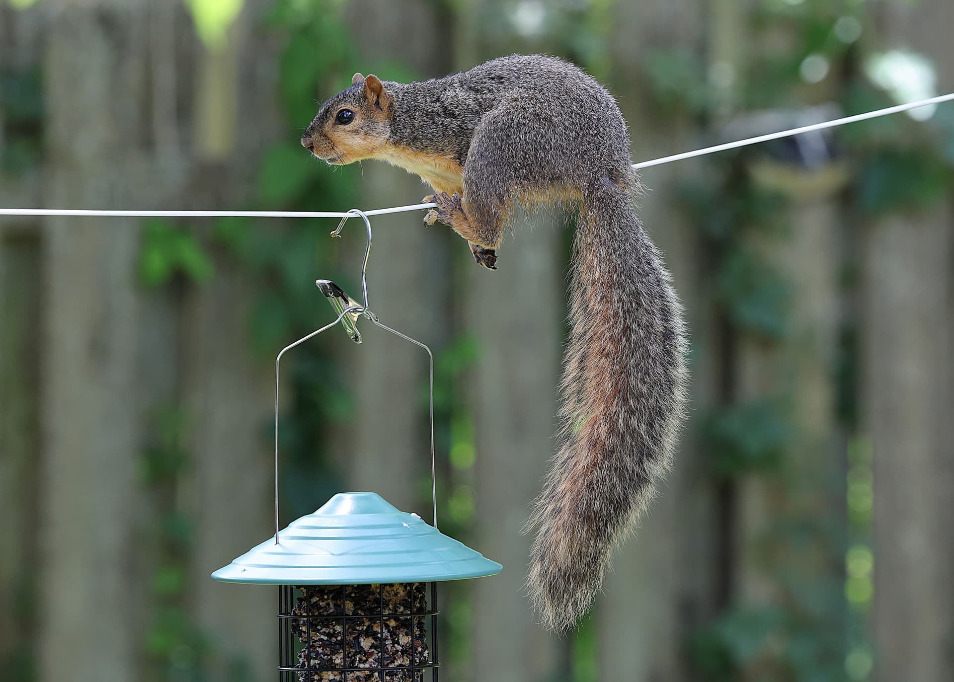 A squirrel balancing on a wire above a garden bird feeder