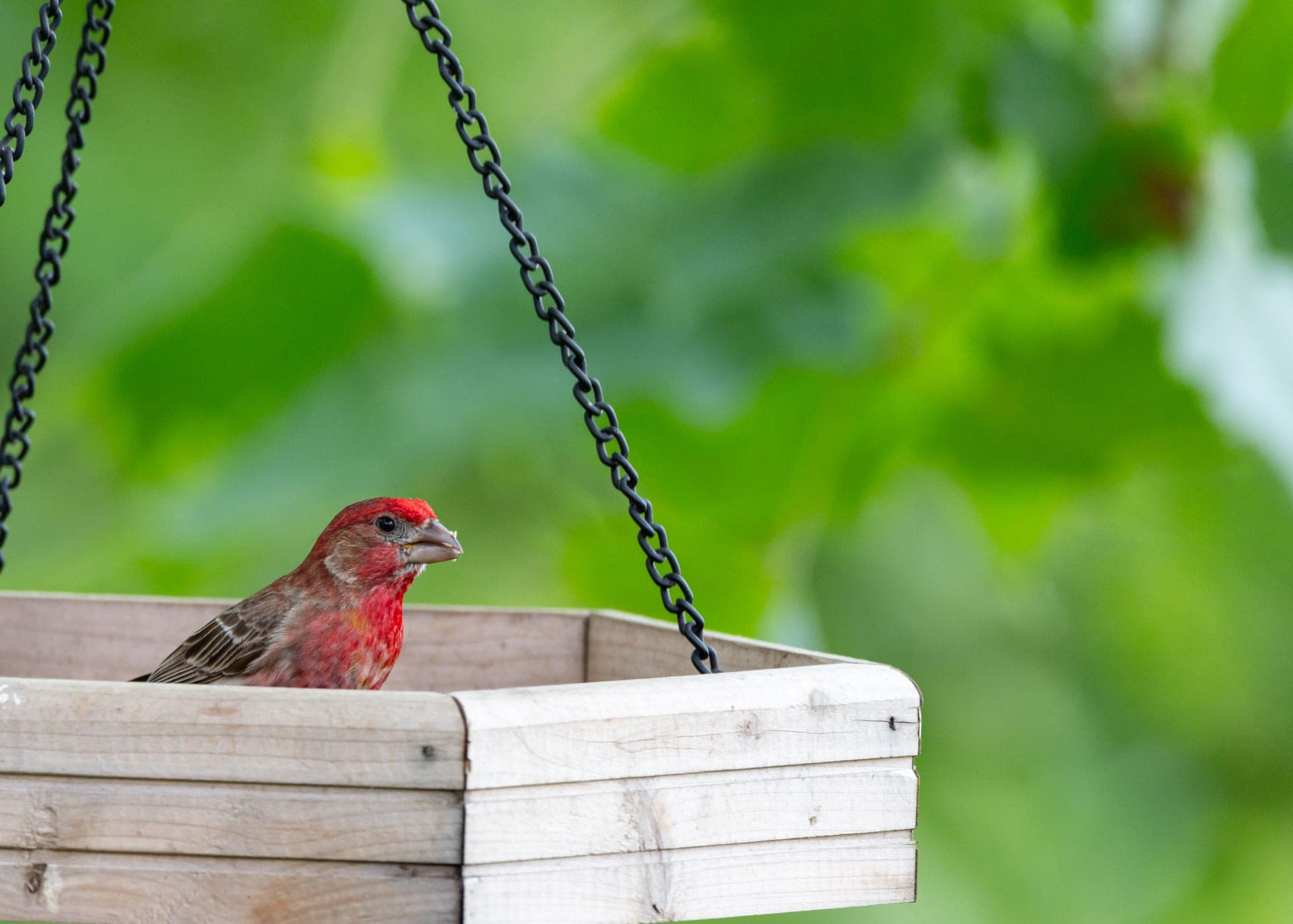 A house finch perched on a wooden garden bird feeder
