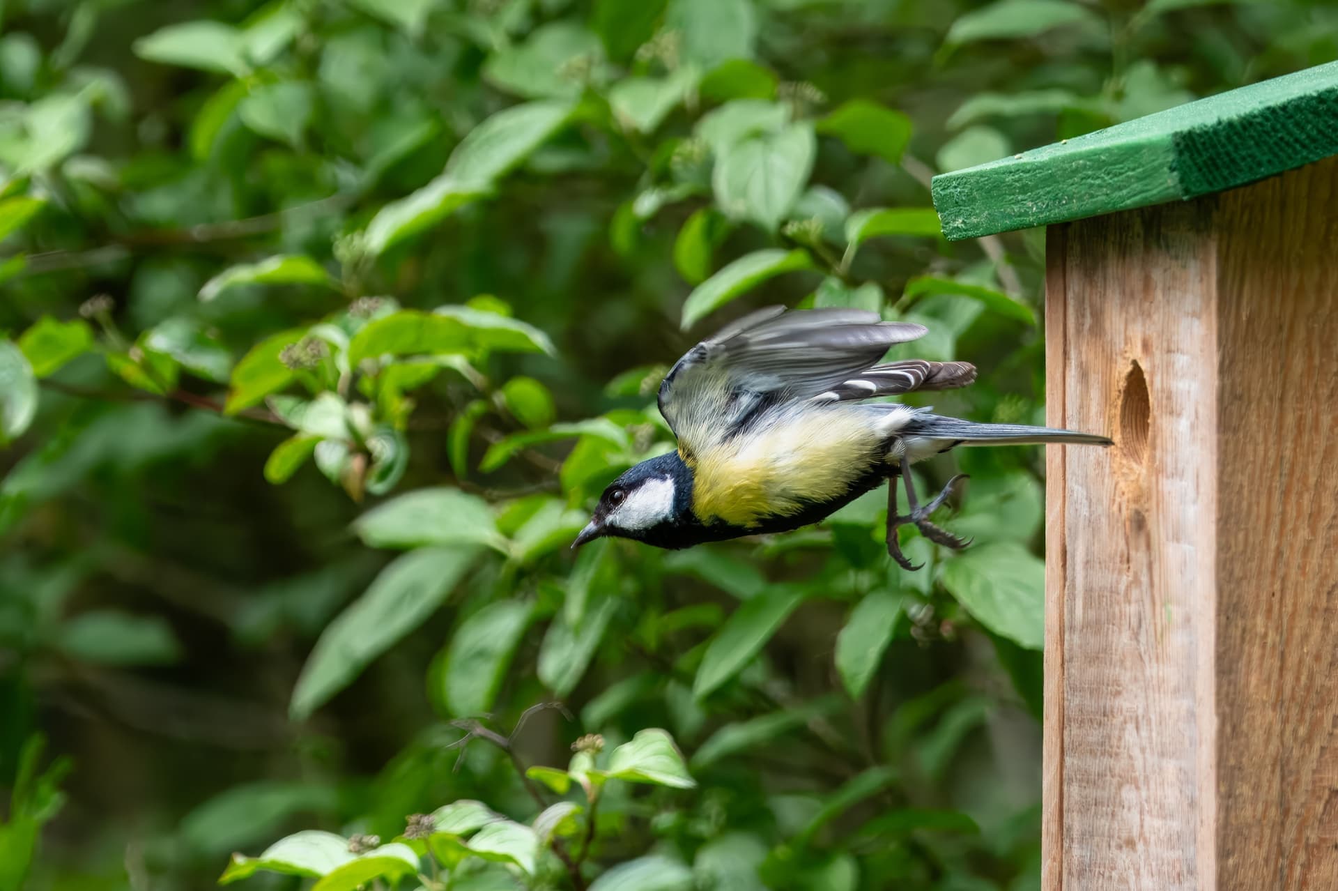 A great tit leaving the entrance hole of a wooden nest box