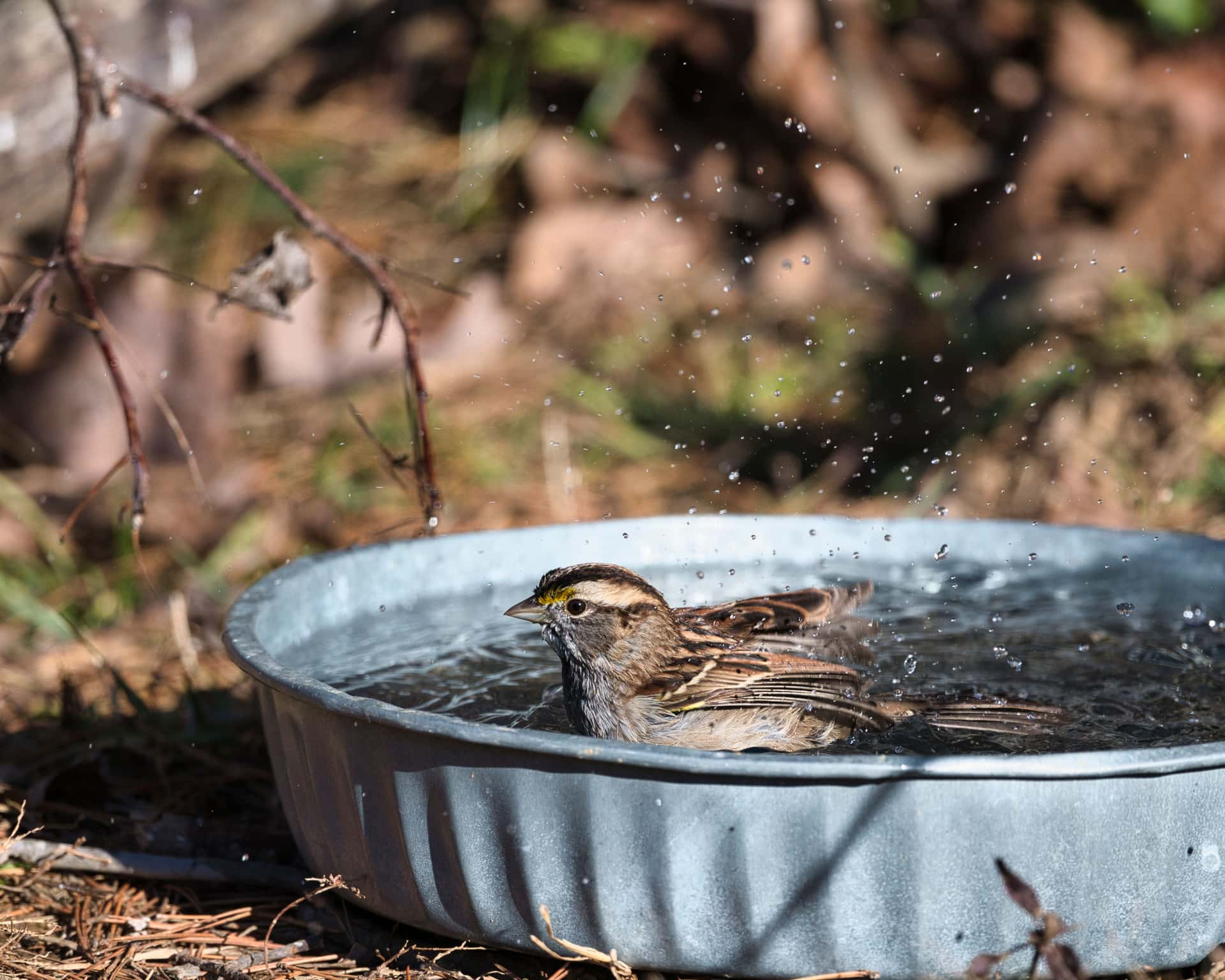 A bird bath and feeder side by side in a garden