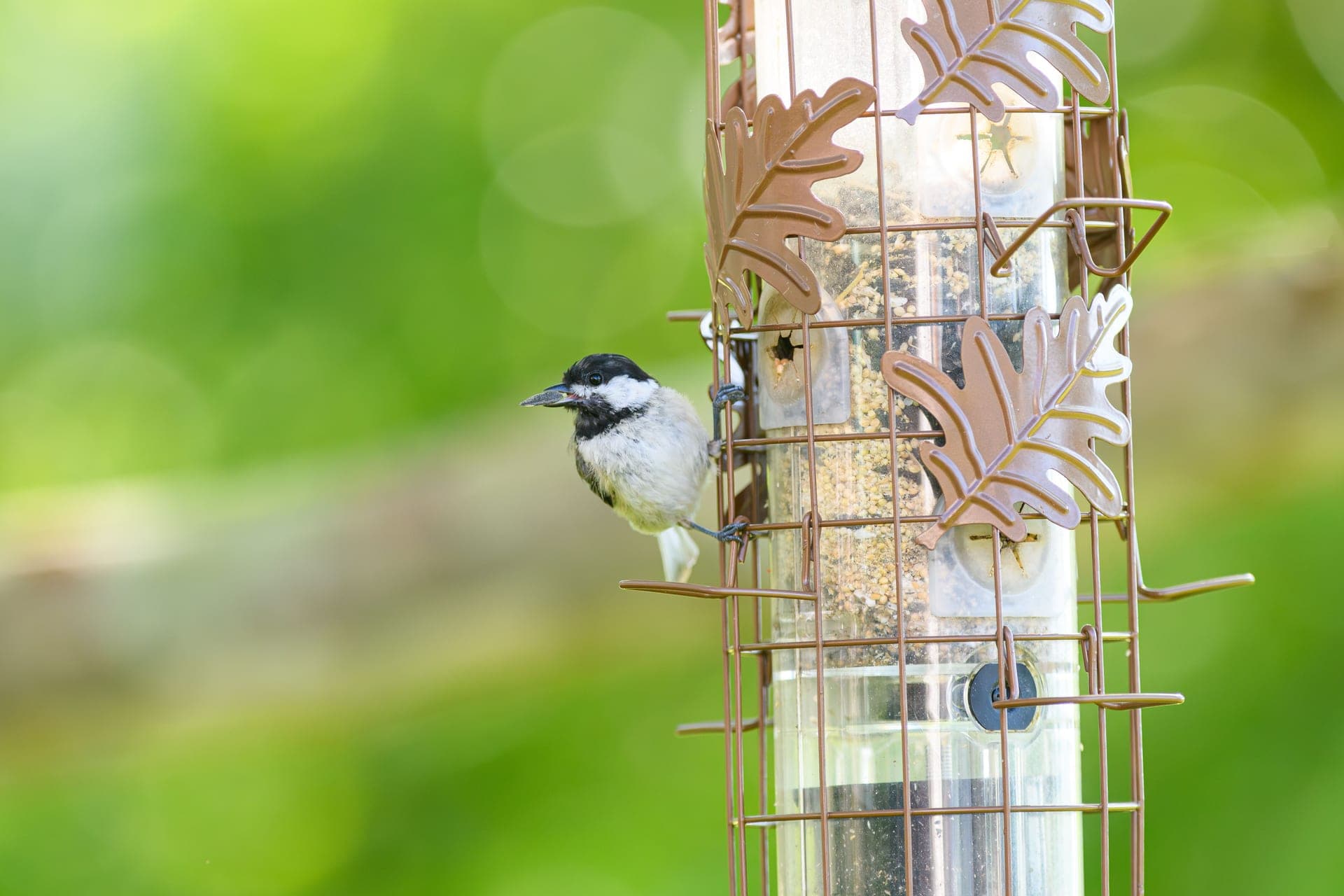 A chickadee perched on the edge of a decorative bird feeder