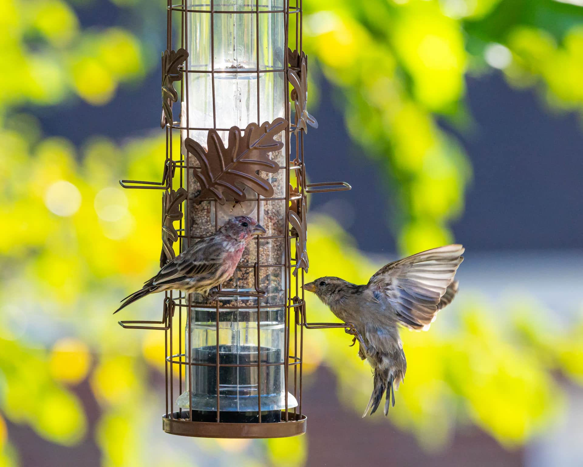 Two bird feeders hanging in a garden