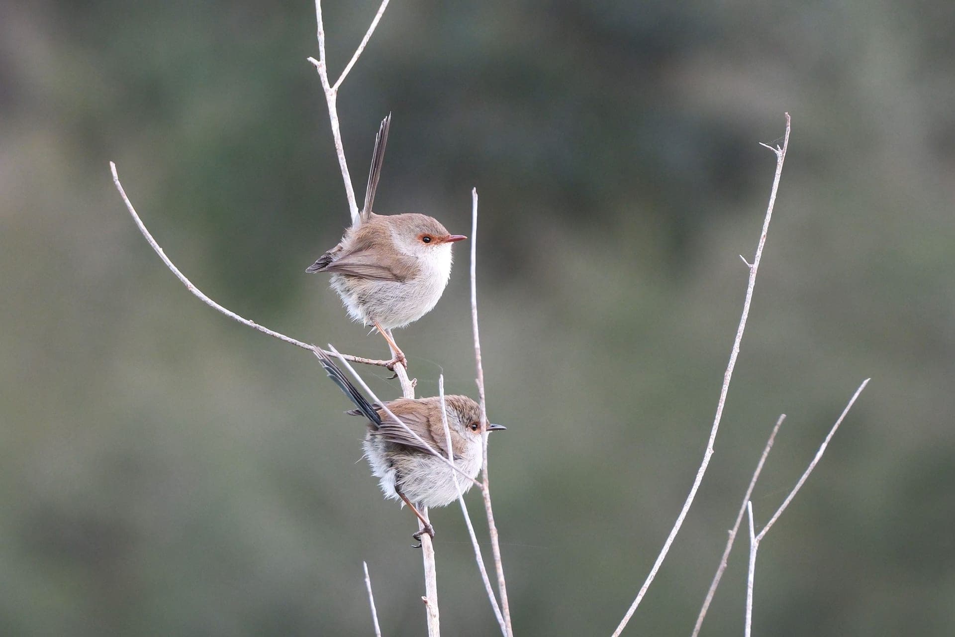 A pair of birds perched on a branch
