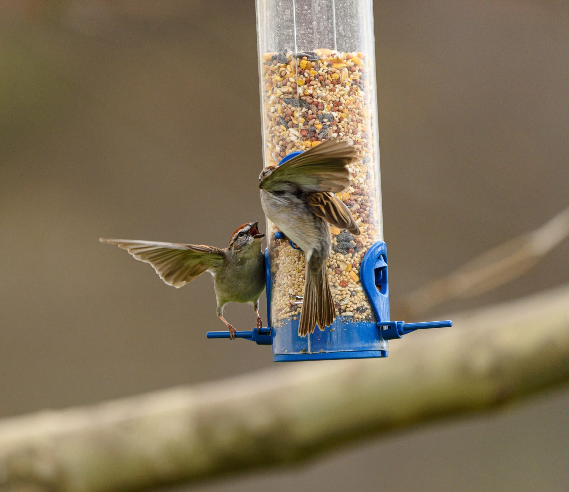 Sparrows feeding together at a garden bird feeder in spring