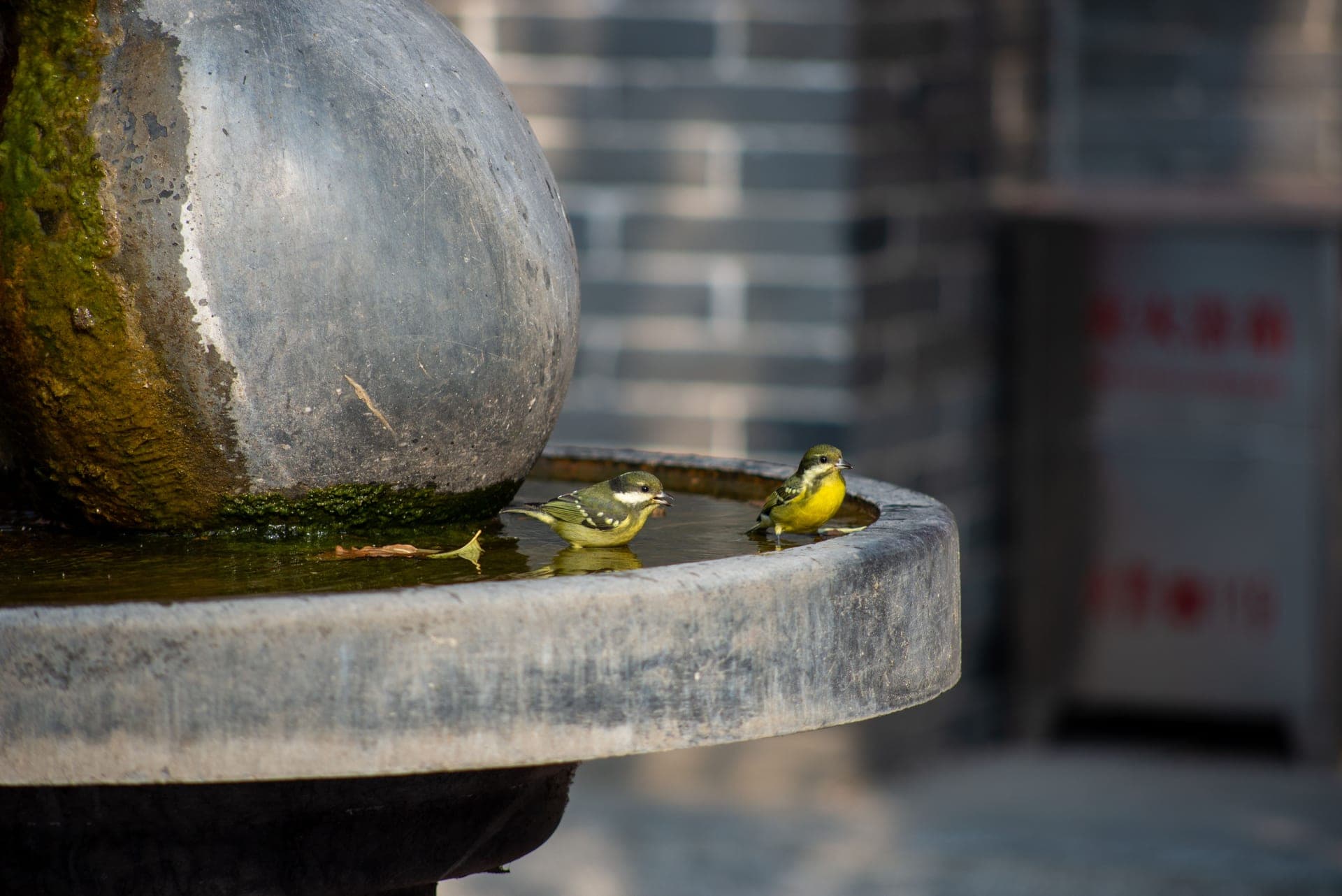 Two small birds perched near a garden feeder