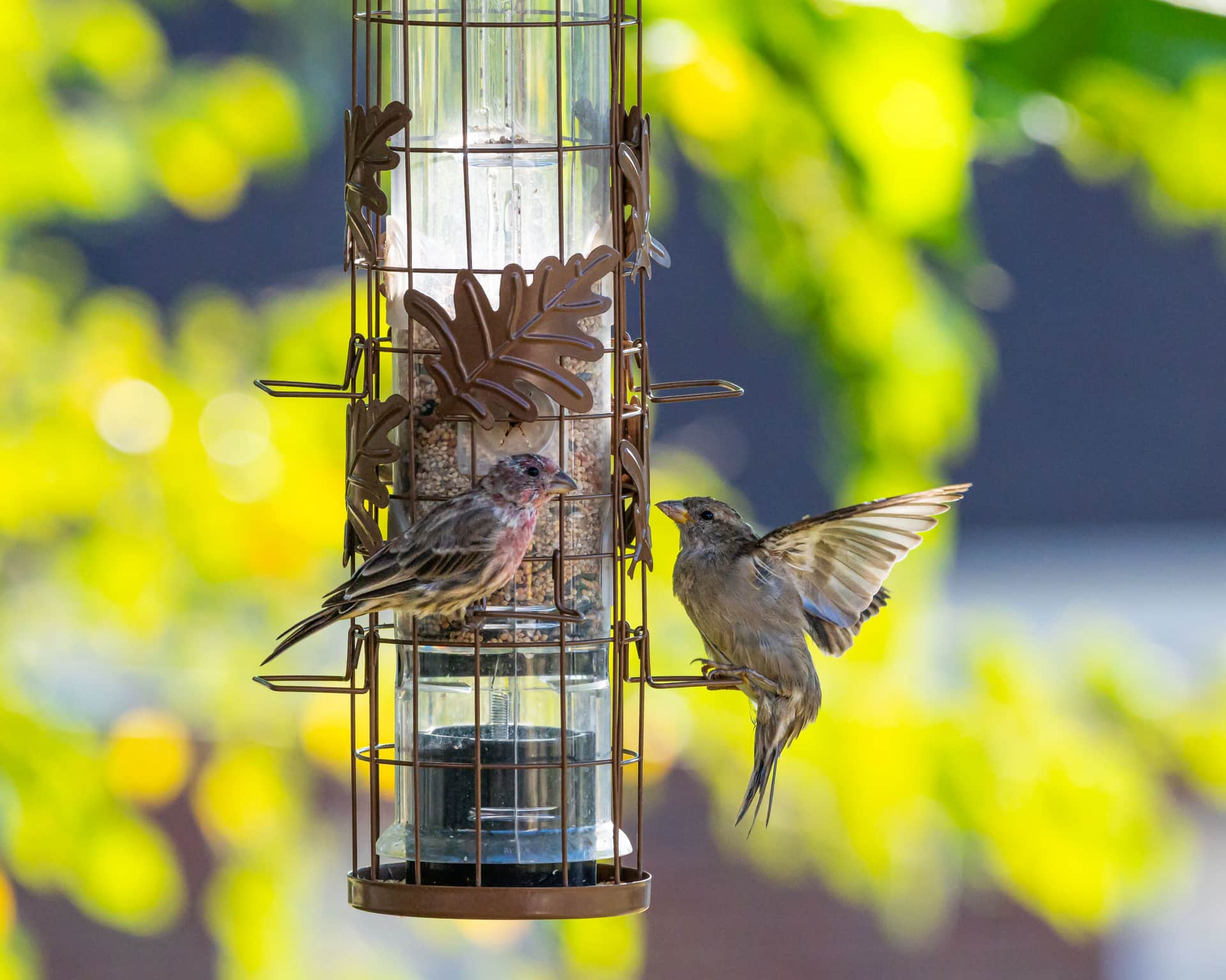 A sparrow and a finch at a garden bird feeder