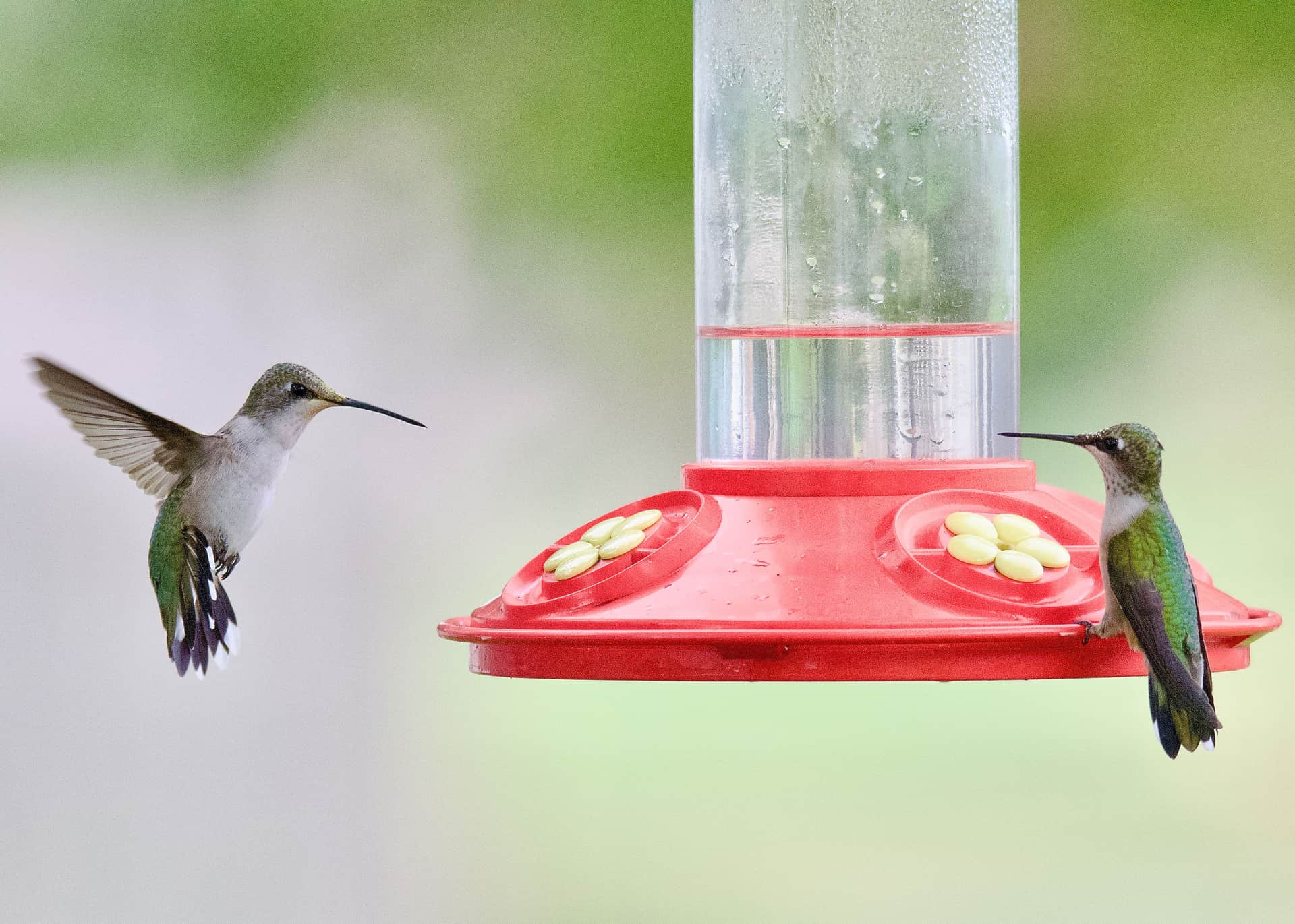 Two hummingbirds at a nectar feeder