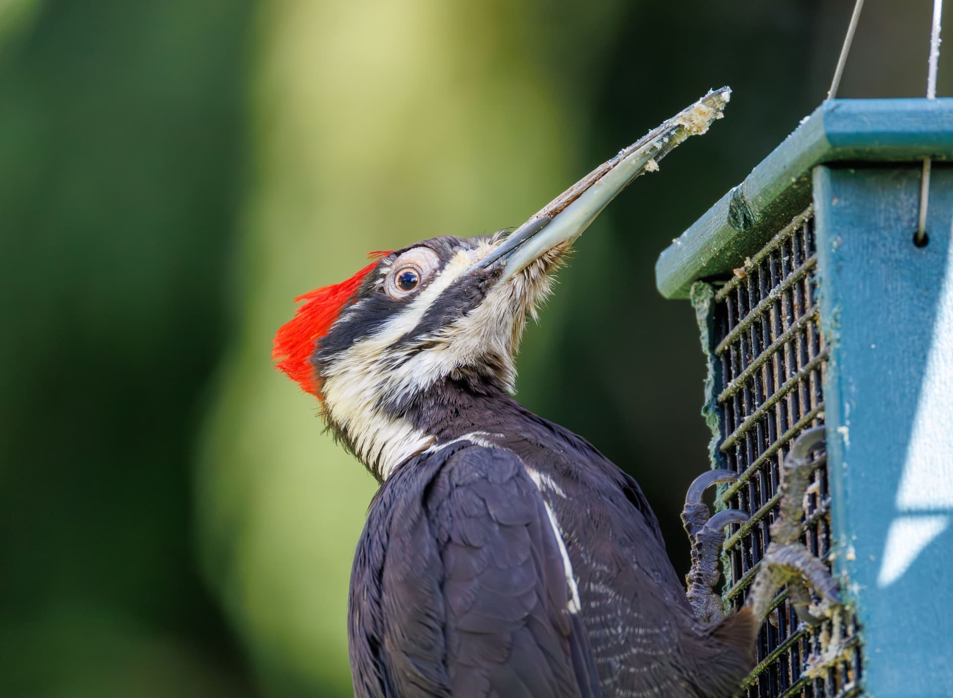 A pileated woodpecker feeding at a bird feeder in a wooded garden