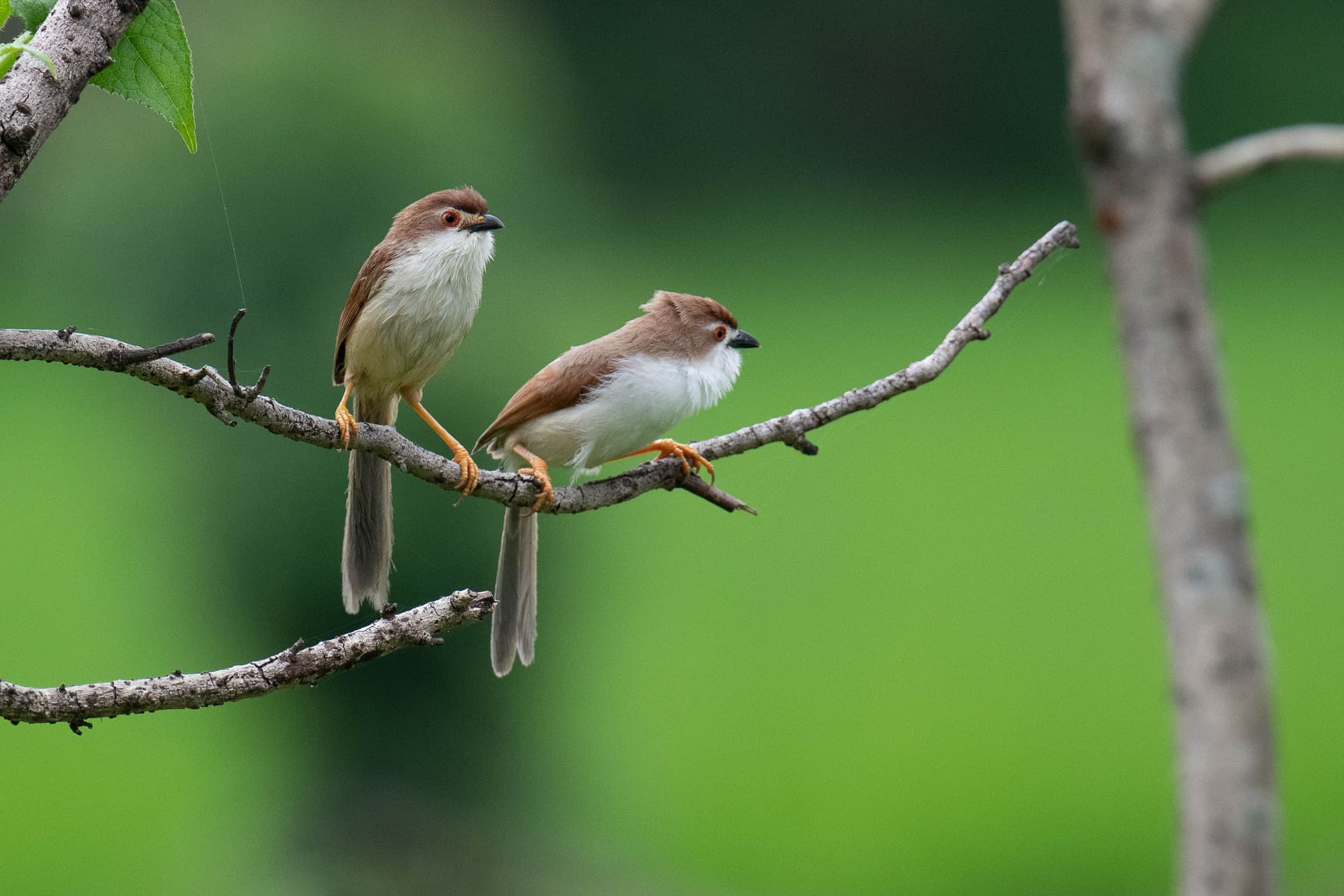 Two small birds perched facing each other on a branch